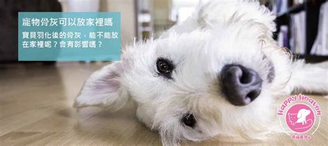 房間放玫瑰|家裡可以放玫瑰花嗎？